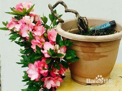 刚装修完的房子多种这三类花,杀菌驱蚊除甲醛一个都少不了