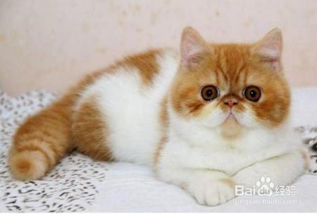 猫咪只吃猫粮好不好，要不要喂小猫咪吃肉