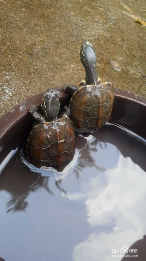 草龟最佳的冬眠的方法