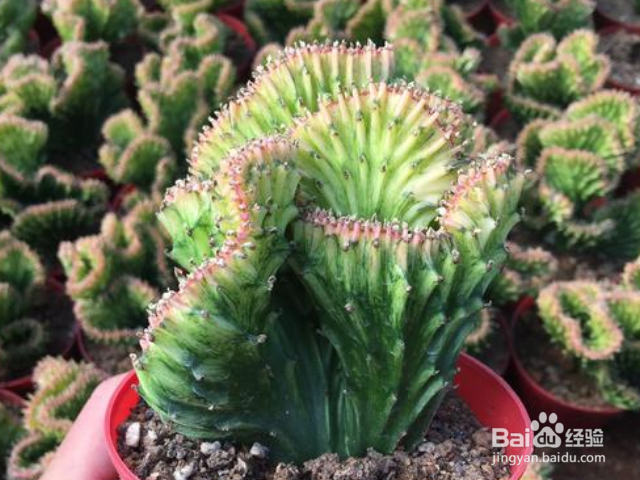 彩麒麟的养殖方法是什么？