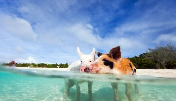 想去巴哈马旅游,有什么旅游攻略呢?