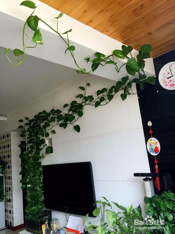 绿萝怎么挂墙上妙招