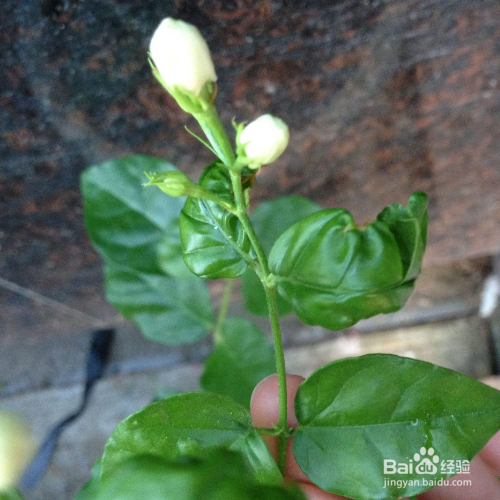 茉莉花枯萎了应该怎么挽救呢