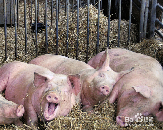 猪从猪圈里跑出该怎么办