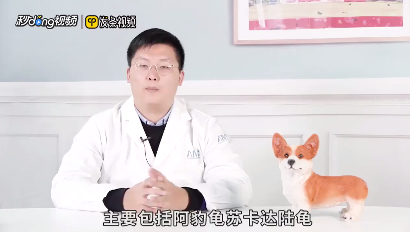 观赏龟有哪些品种