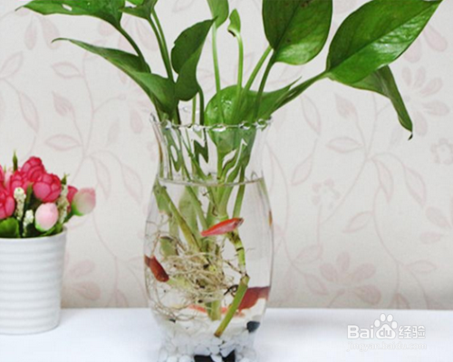 水养绿萝如何养鱼