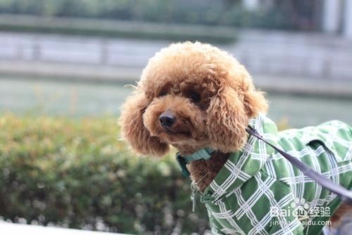 泰迪犬怎么训练 如何训练泰迪幼犬