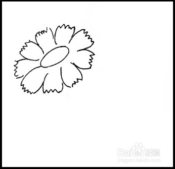 怎样画简笔画（花卉）：[8]菊花1