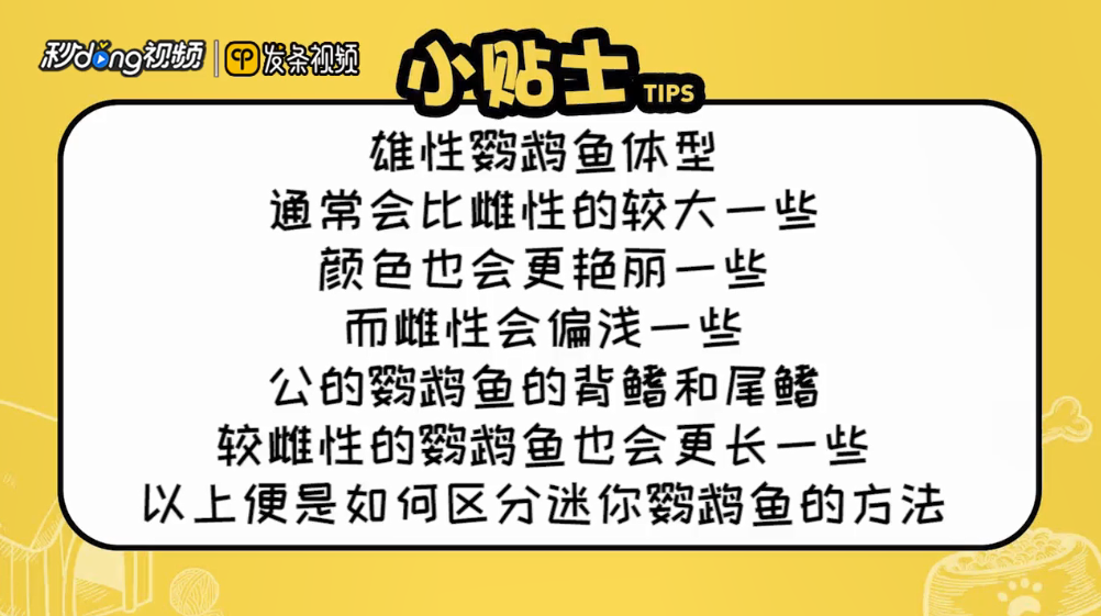 迷你鹦鹉鱼怎么分公母