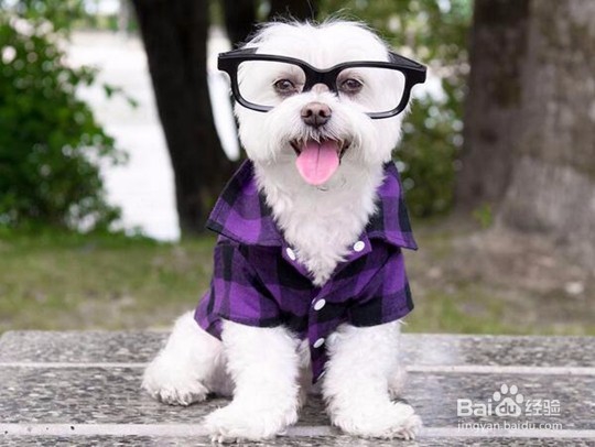 新乡好的宠物美容学校