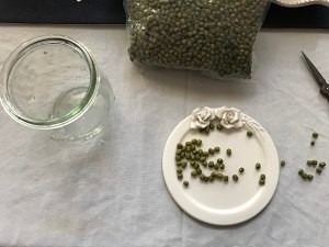 手把手教你制作绿豆盆栽