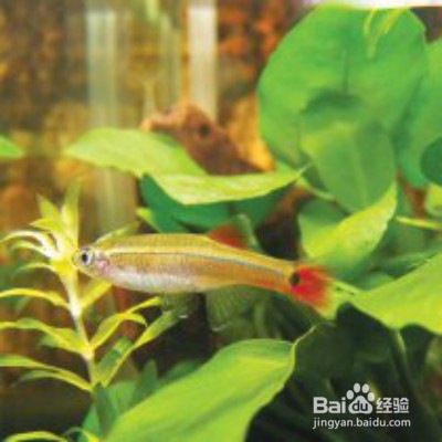 饲养金丝鱼的一些技巧