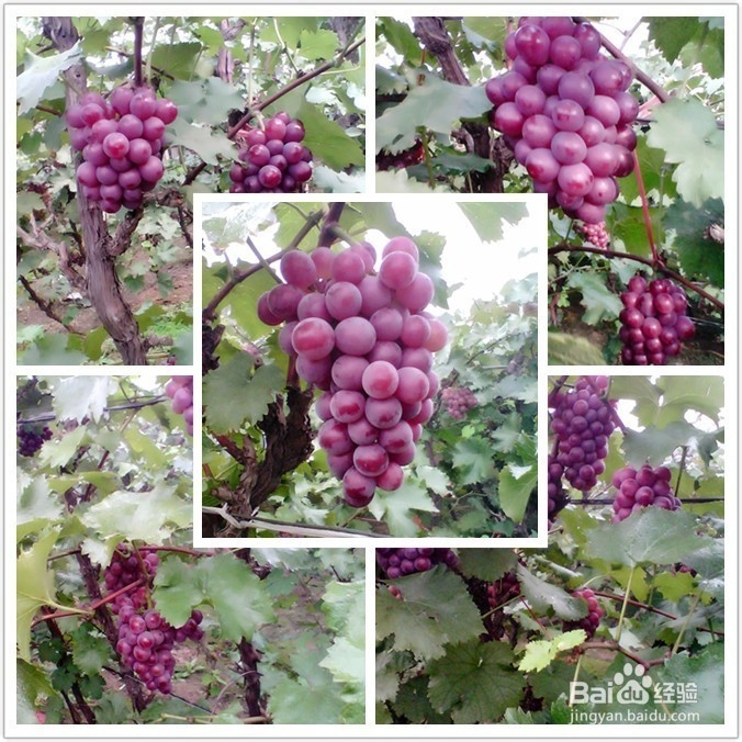 怎么可以让葡萄快速成熟的好办法。