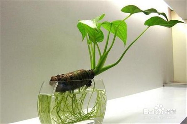 滴水观音应该怎么养