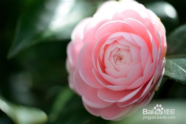 山茶花的养殖方法和注意事项都有什么?