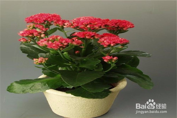 长寿花的养殖方法和注意事项有什么?