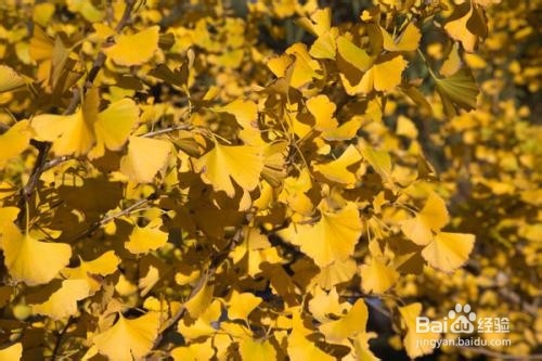 最能欣赏银杏树的地方你去过哪些？