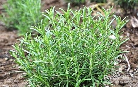 常见的花草茶的识别—(1)