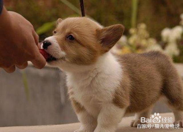 怎么引导狗狗定点大小便