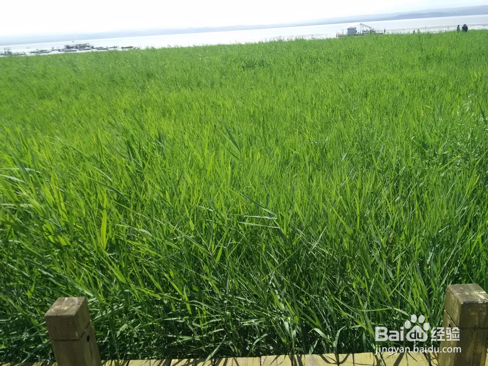 内蒙最佳旅游地?