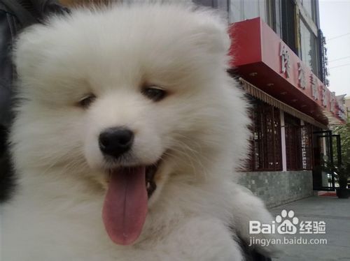 把萨摩耶到寄养中心的都有那些注意事项