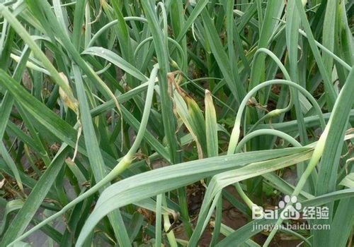 ​蒜薹的挑选及功效