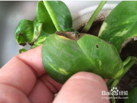 绿萝根烂了发黑怎么办