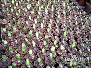 家中如何养好君子兰