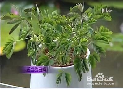 如何室内养花不死?室内养花的技巧、注意事项