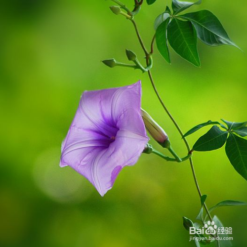 五爪金龙怎么养?