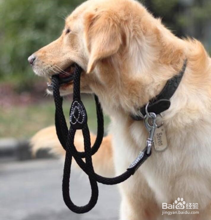 宠物坐飞机需要注意什么？