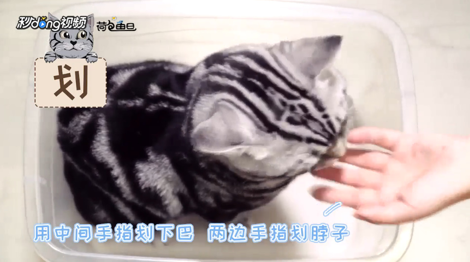 怎样抚摸猫咪
