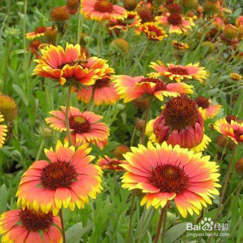 宿根天人菊的养殖方法和注意事项