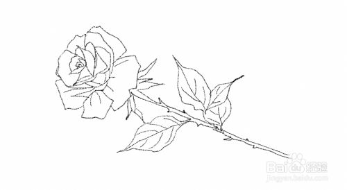 第四步,在两边画上玫瑰花的叶子.