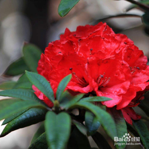 马缨花的养殖方法和注意事项