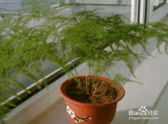 清文竹的种植方法
