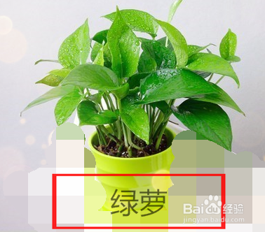 一般的家养绿化植物