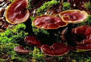 慢性支气管炎患者适合吃什么食物