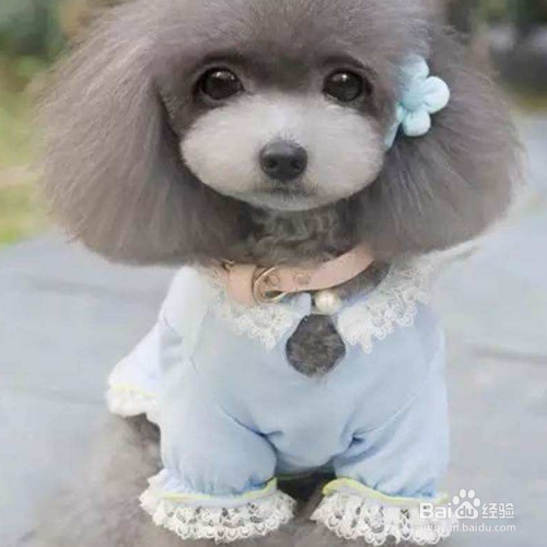 给狗狗穿衣服要注意什么？