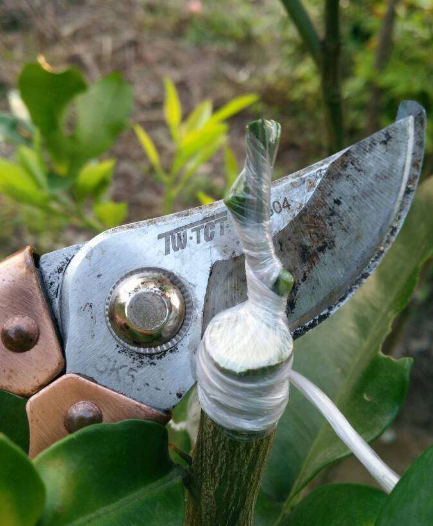 柚子树怎样嫁接