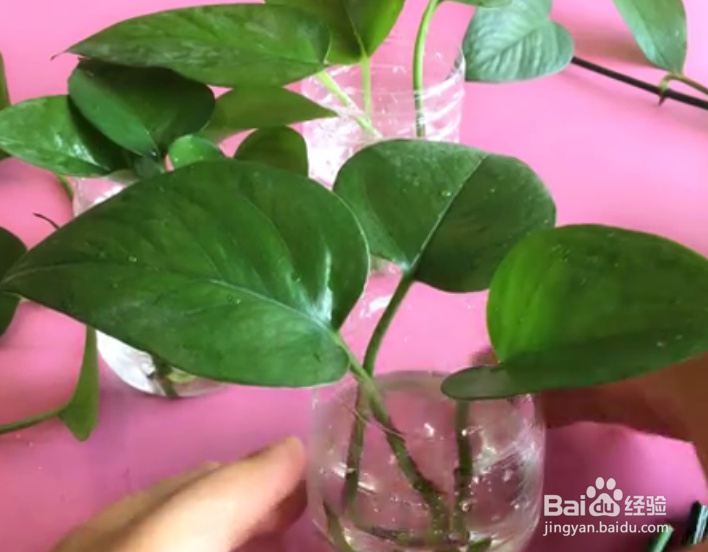 一根绿萝水培怎么剪成多个