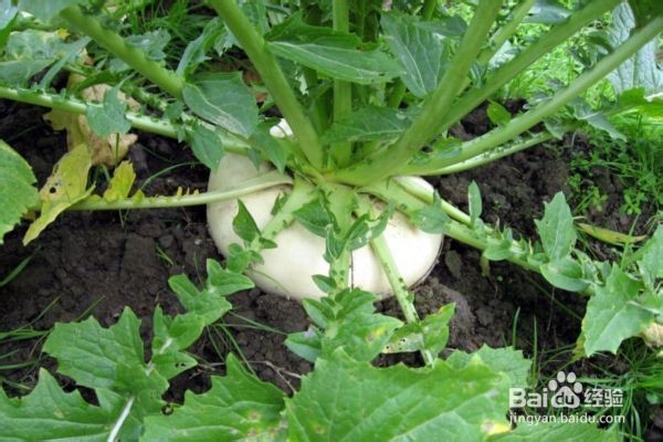 彝族圆根酸菜制作方法