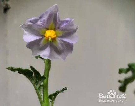 农村田间的蔬菜,开花原来这么美