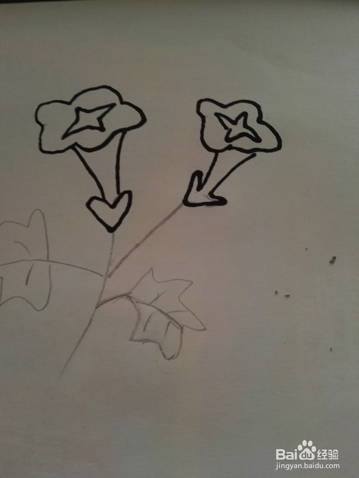 好看的牵牛花简笔画