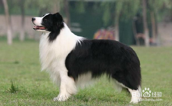 我们爱的狗狗图