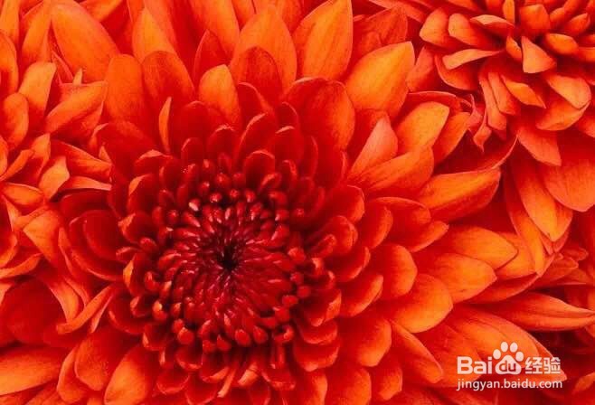 单反怎样拍出好看的菊花