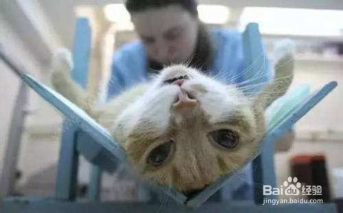 春季母猫发情怎么办