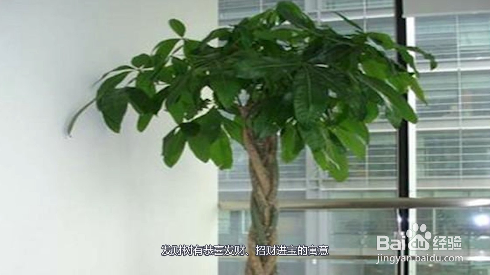 适合客厅养的植物