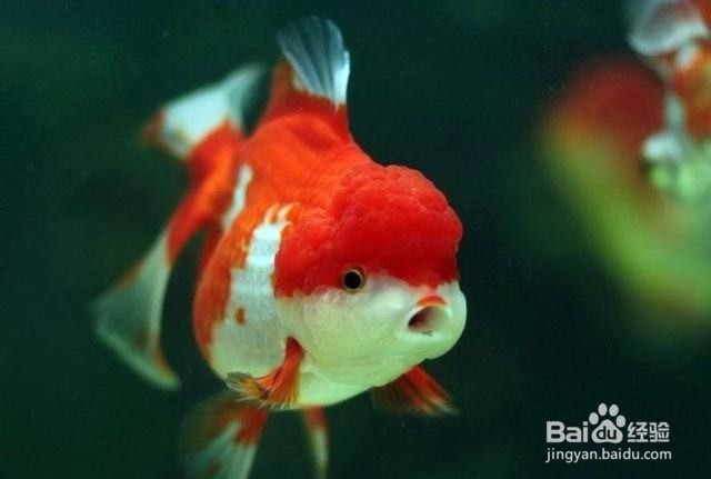 新买来的金鱼容易死亡怎么办