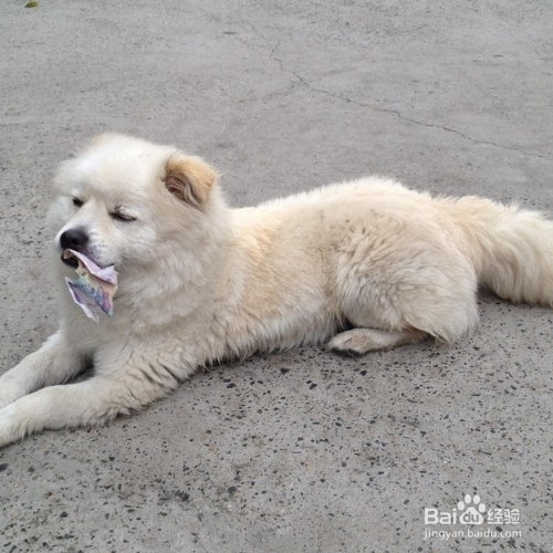 狗狗不听指挥怎么办